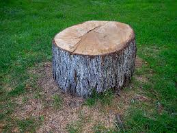  Dock Junction, GA Tree Removal Pros