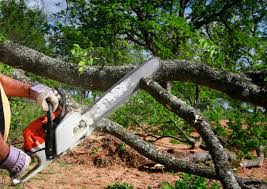 Best Tree Disease Treatment  in Dock Junction, GA